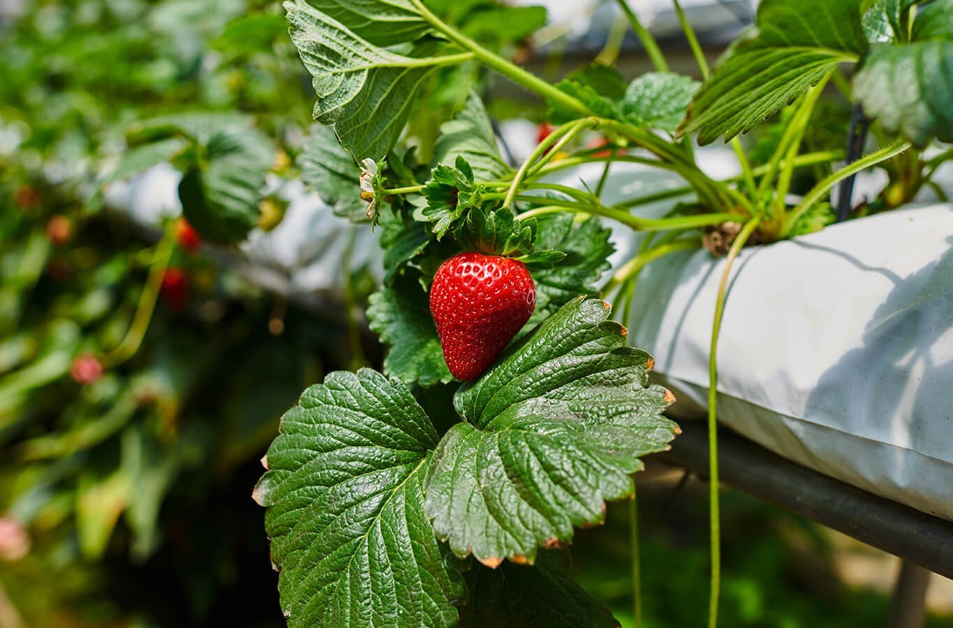 Revolucionando la Agricultura: Estrategias Innovadoras en Biofertilizantes y sus Impactantes Beneficios