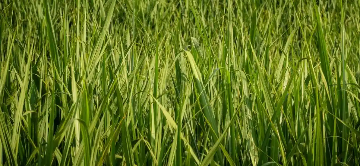 NUTRIHUMIC Y ENMIENDAS:INTERACCIÓN ENFOCADA A MEJORAR LA FERTILIDAD DE SUELO Y LA PRODUCTIVIDAD DE LA CAÑA DE AZUCAR.